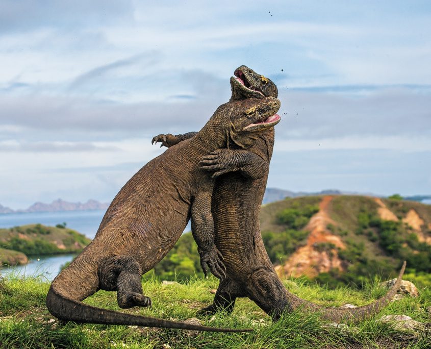 Komodo-dragons