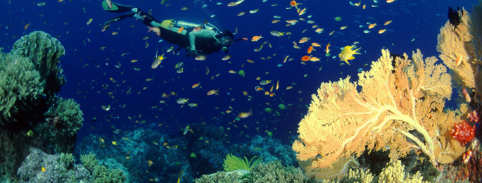 banner_des_thai_hl_02